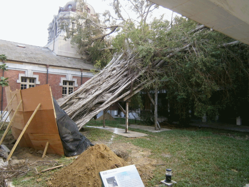 老樹搶救201610舊台南地方法院A