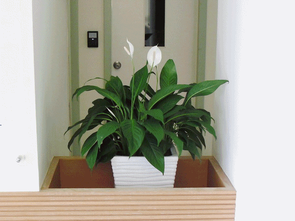 室內盆栽5