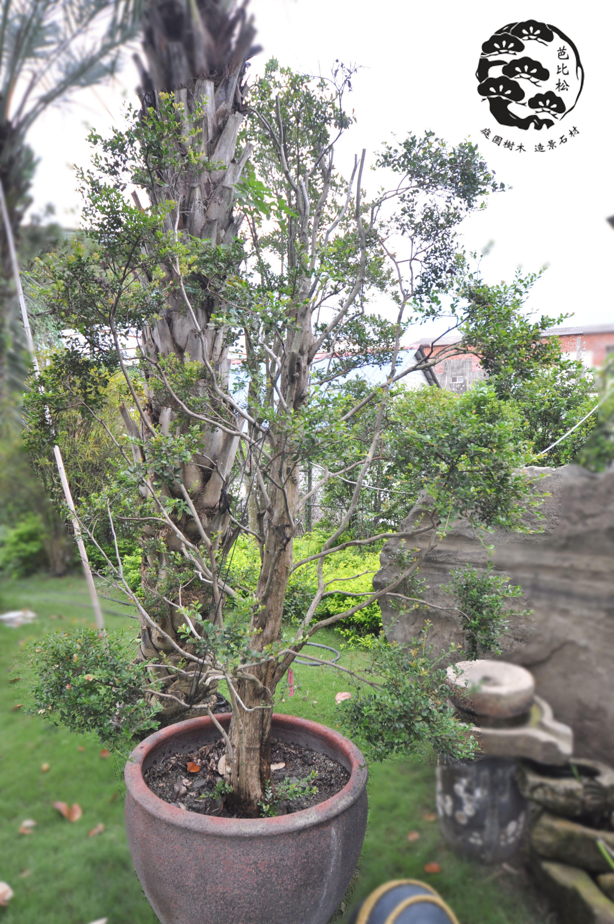 A1207002小葉赤楠