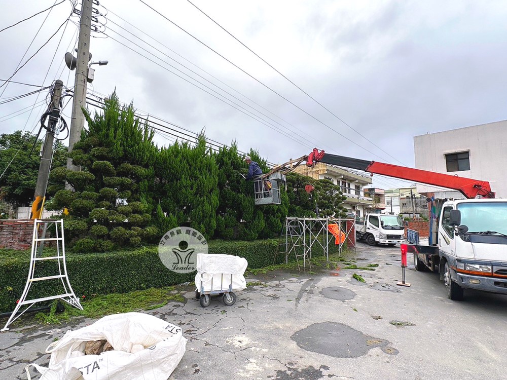 彰化-龍柏修剪2