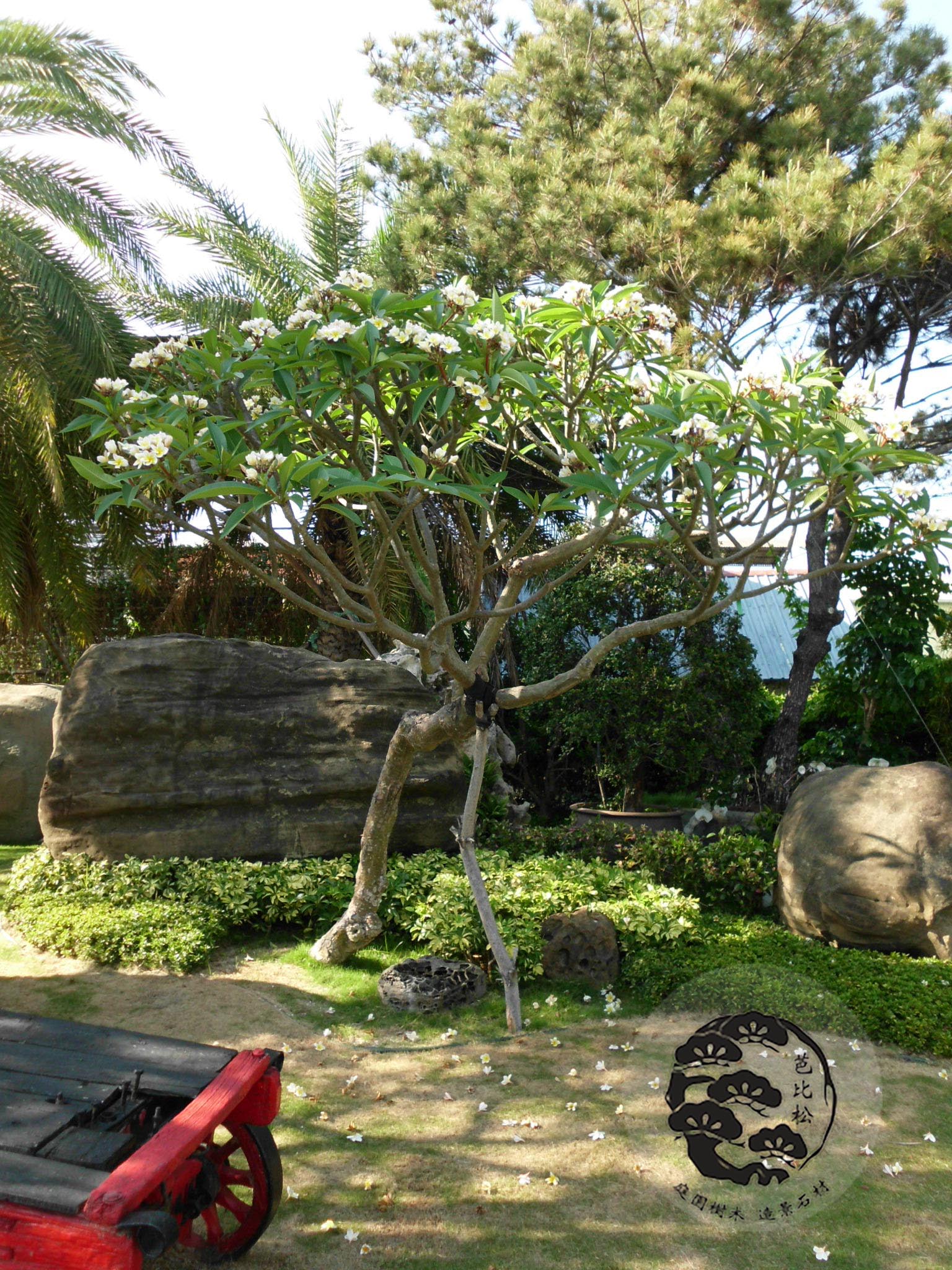 A0679白花雞蛋花