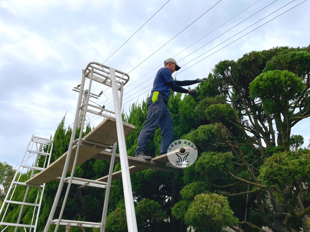 彰化-龍柏修剪
