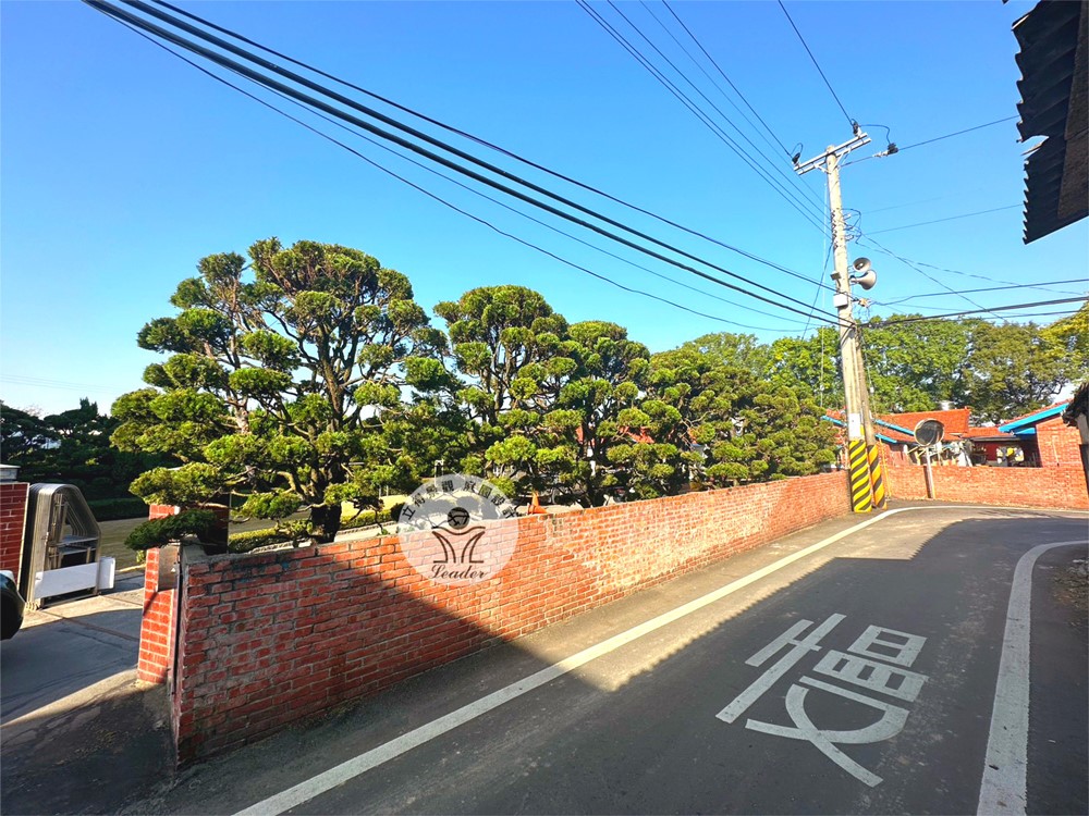 彰化-龍柏修剪後4