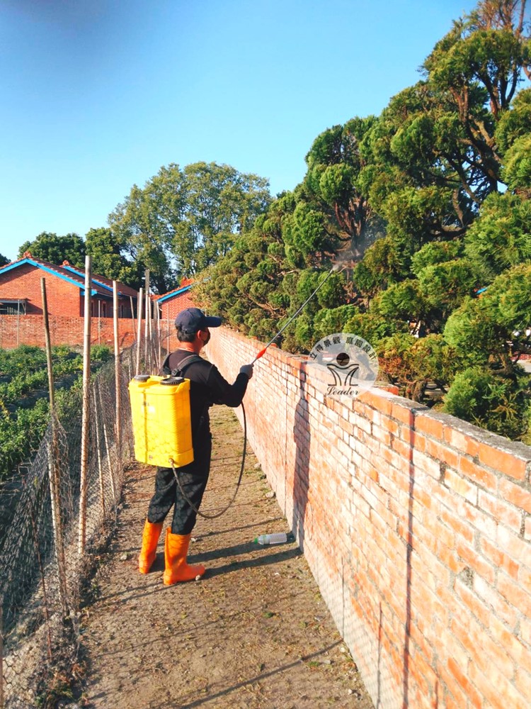 彰化-龍柏病蟲害防治