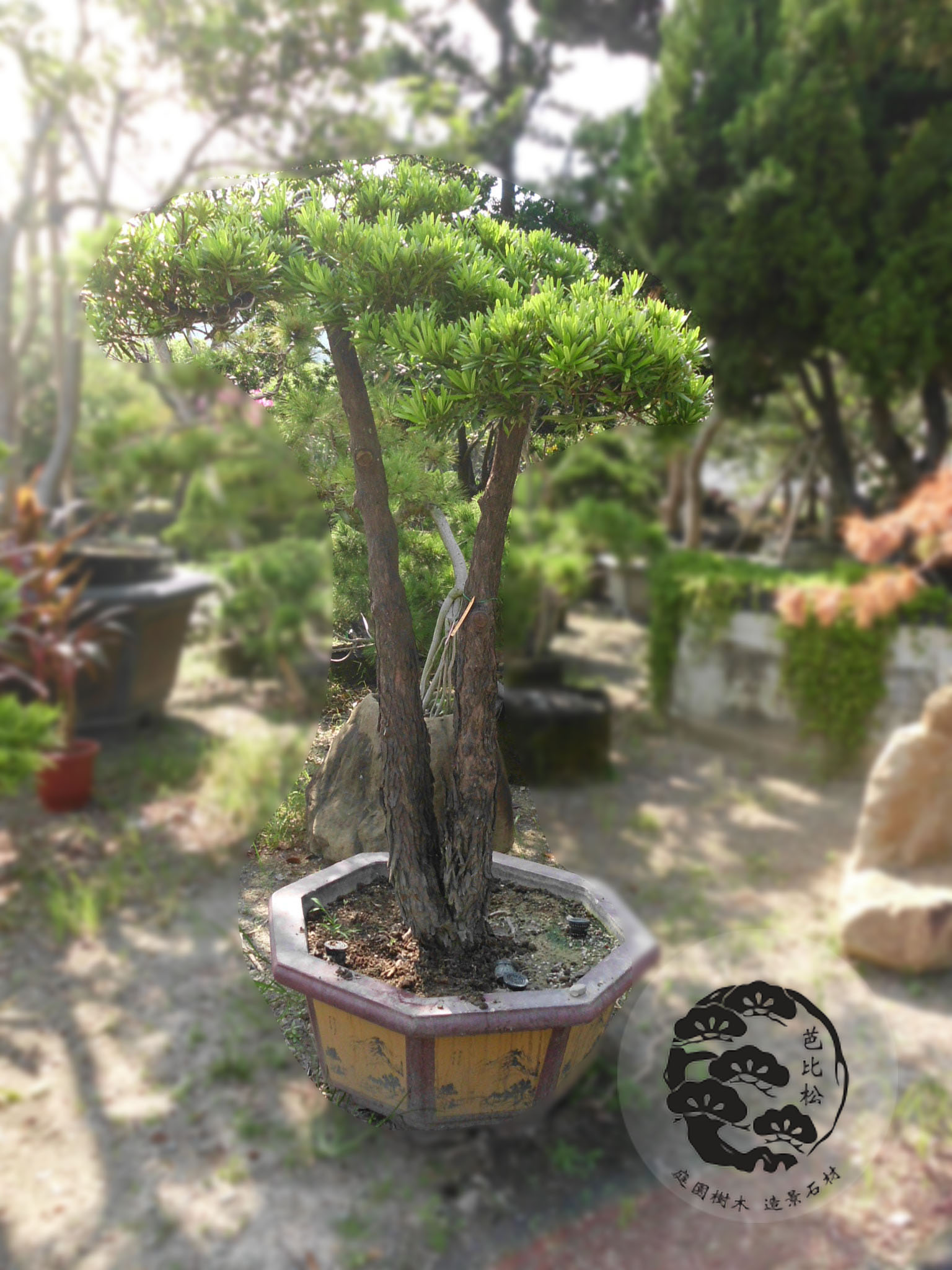 A1440雙幹羅漢松