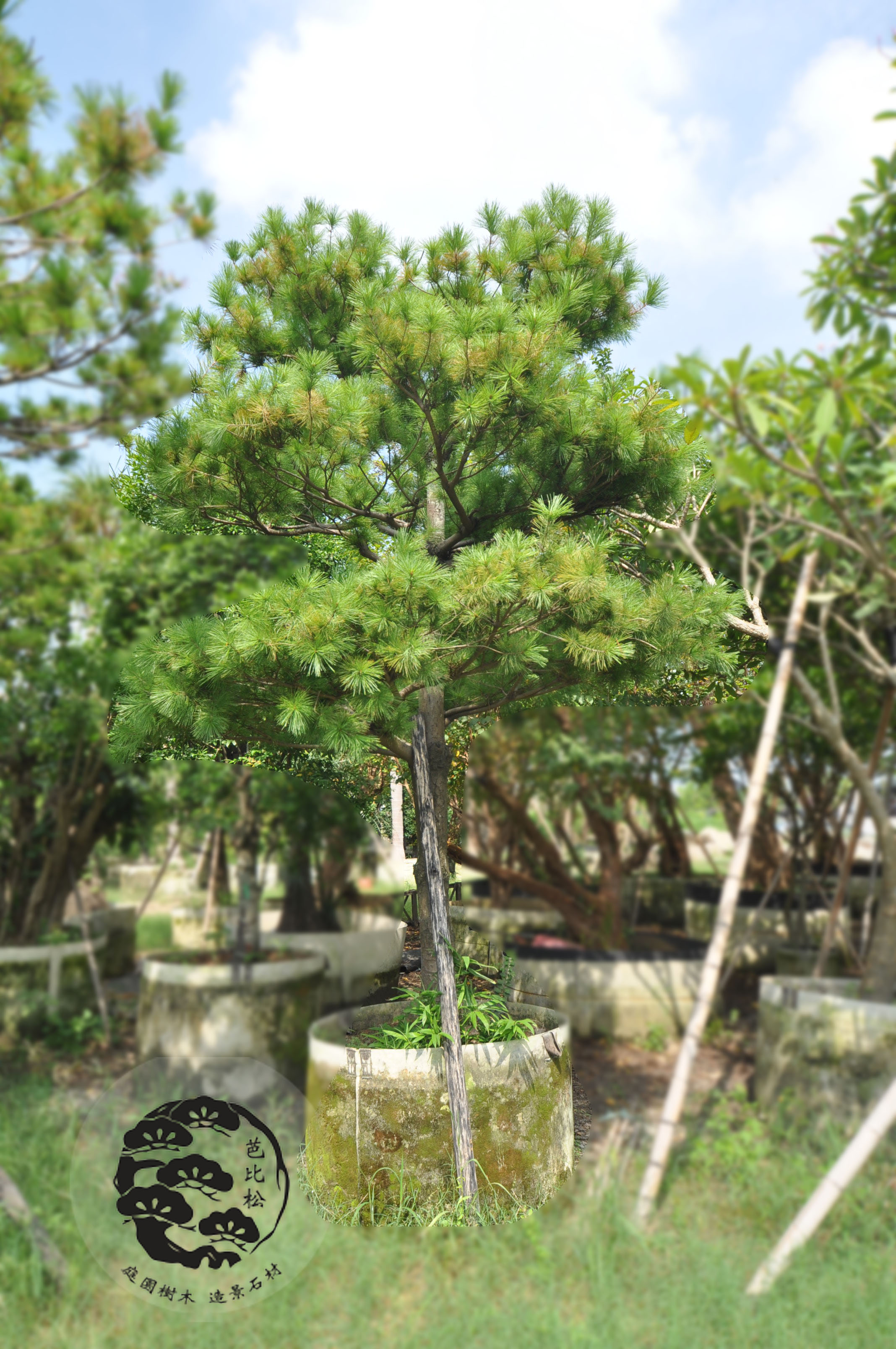 A0422五葉松