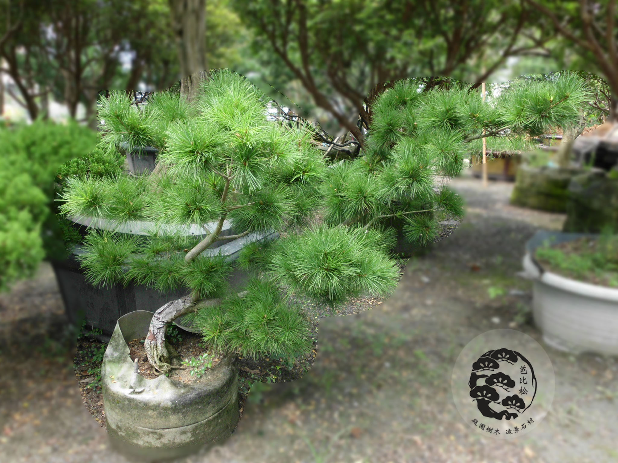A0867五葉松