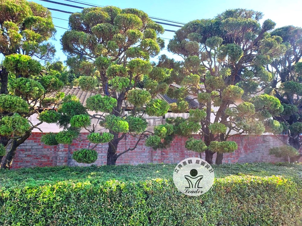 彰化-龍柏修剪後