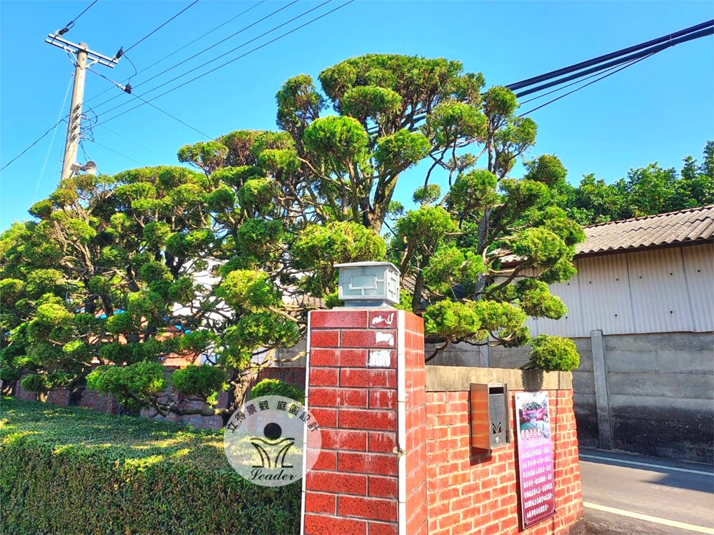 彰化-龍柏修剪後2