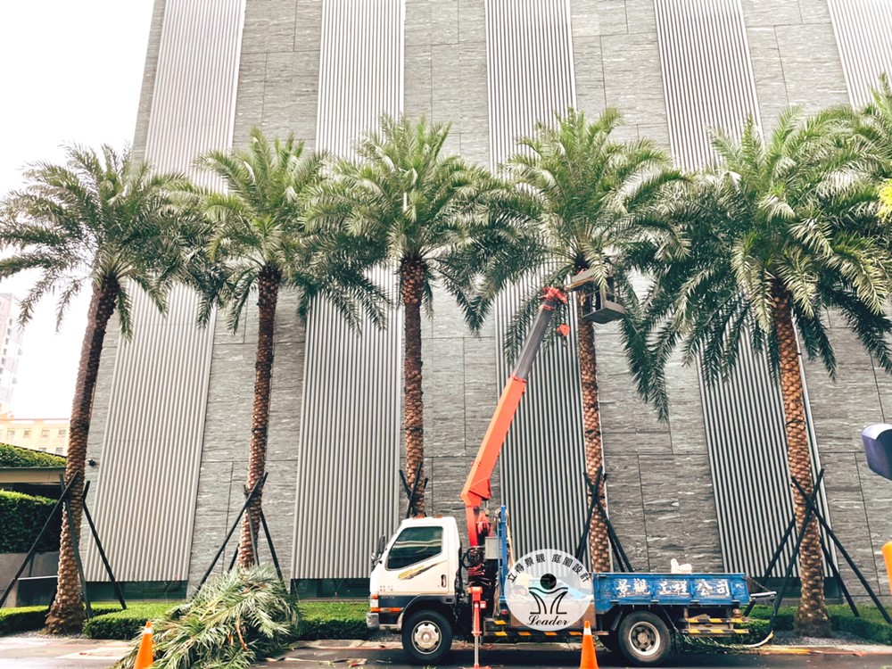 竹北潤達-海棗修剪2