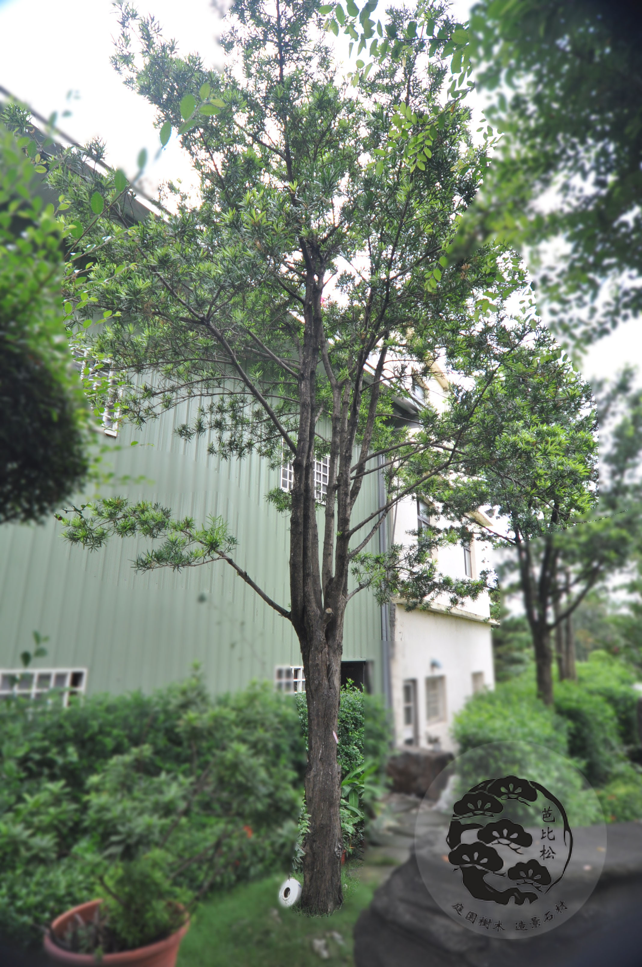 A0430尖葉羅漢松