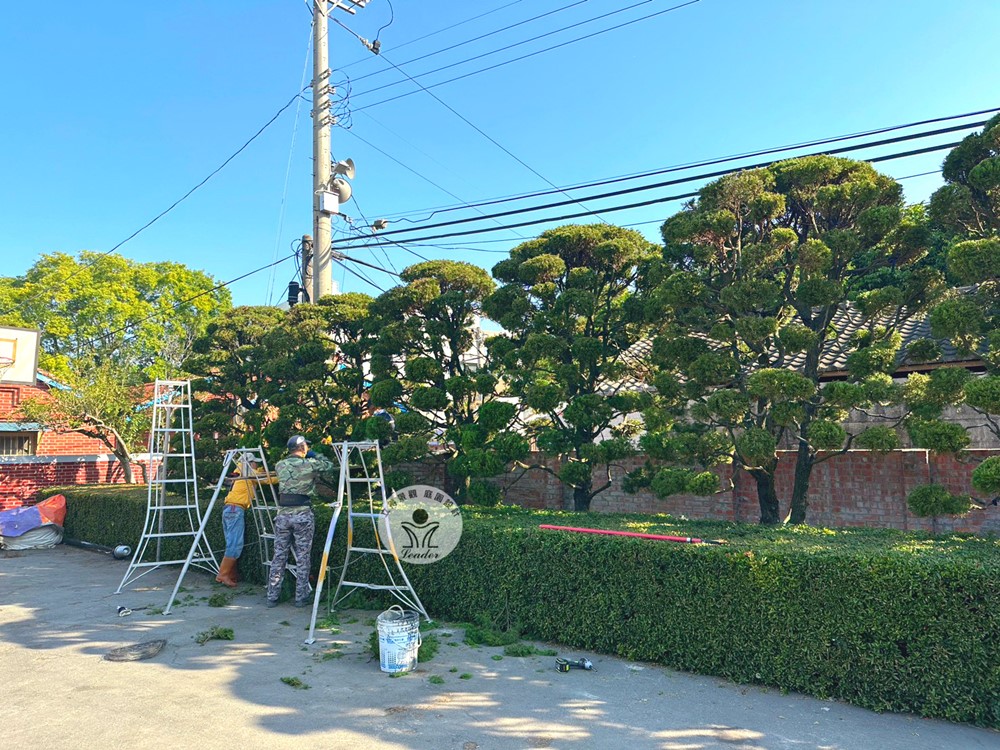 彰化-龍柏修剪3