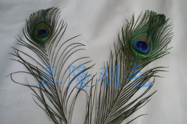 孔雀羽毛(短)居家風水開店