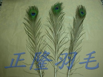 孔雀羽毛(長)居家開店風水