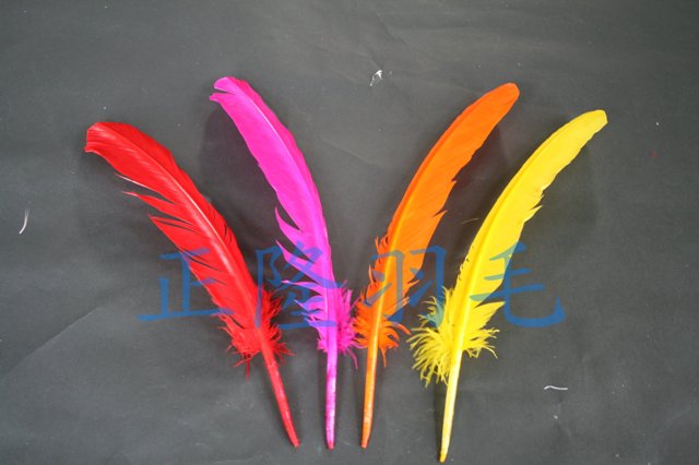 火雞大圓翅(羽毛筆~孔明扇~羽毛扇)