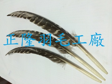 老鷹翅-(孔明扇~羽毛扇)