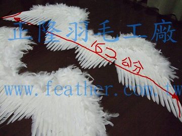 天使羽毛_2