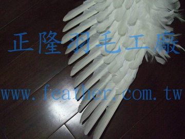 天使羽毛_3