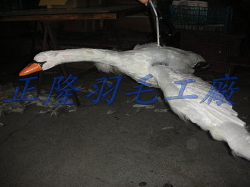 天鵝羽毛