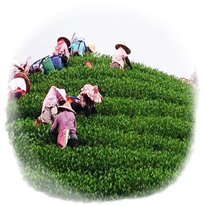 阿里山高海拔採茶