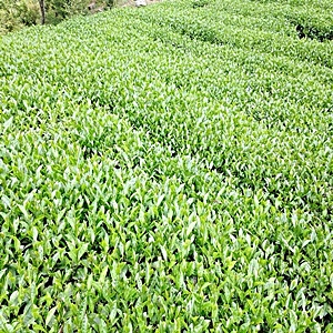 阿里山高海拔茶栽種直