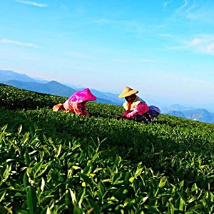 100%阿里山鄉高山茶