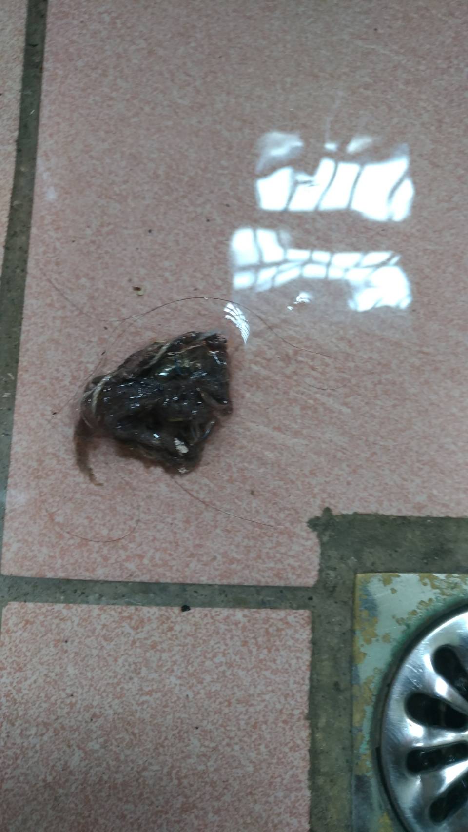 毛髮導致水管塞住,排出後就通了