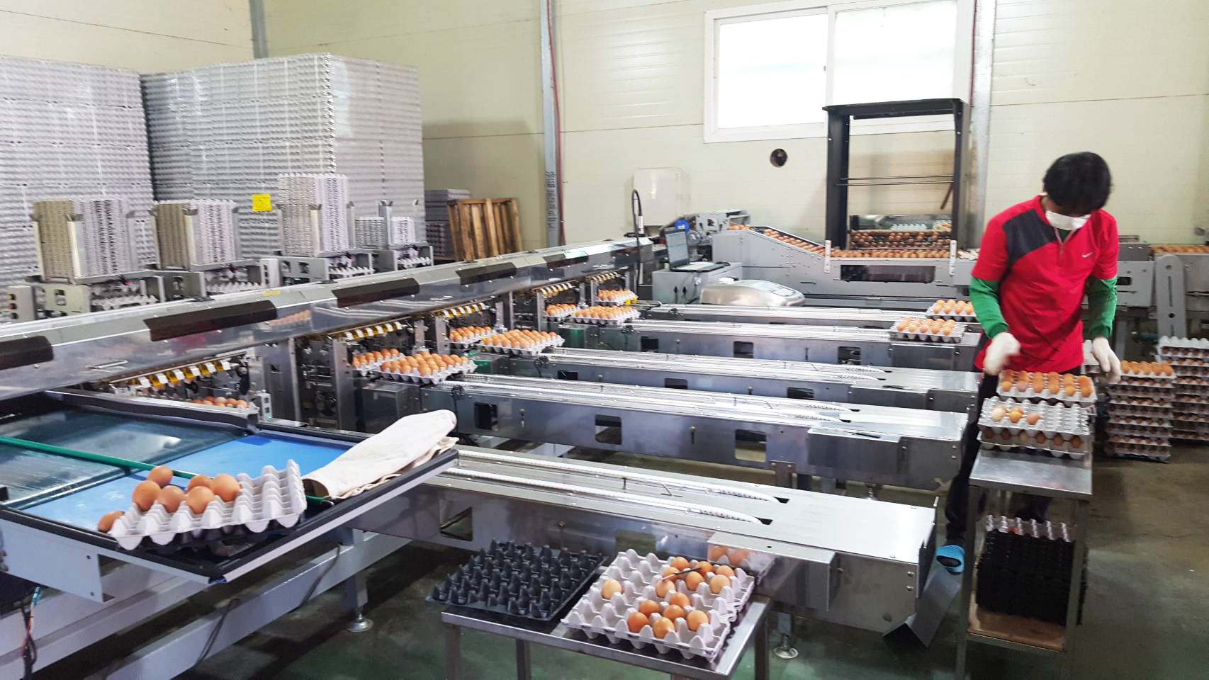 TGW-60K&nbsp;蛋品清洗分級設備