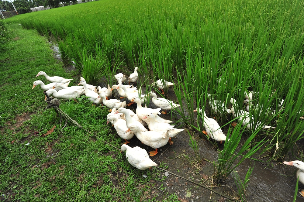 鴻旗有機休閒農場2