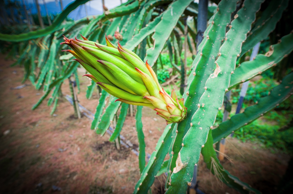 鴻旗有機休閒農場10
