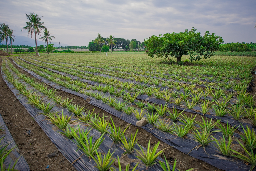 鴻旗有機休閒農場9