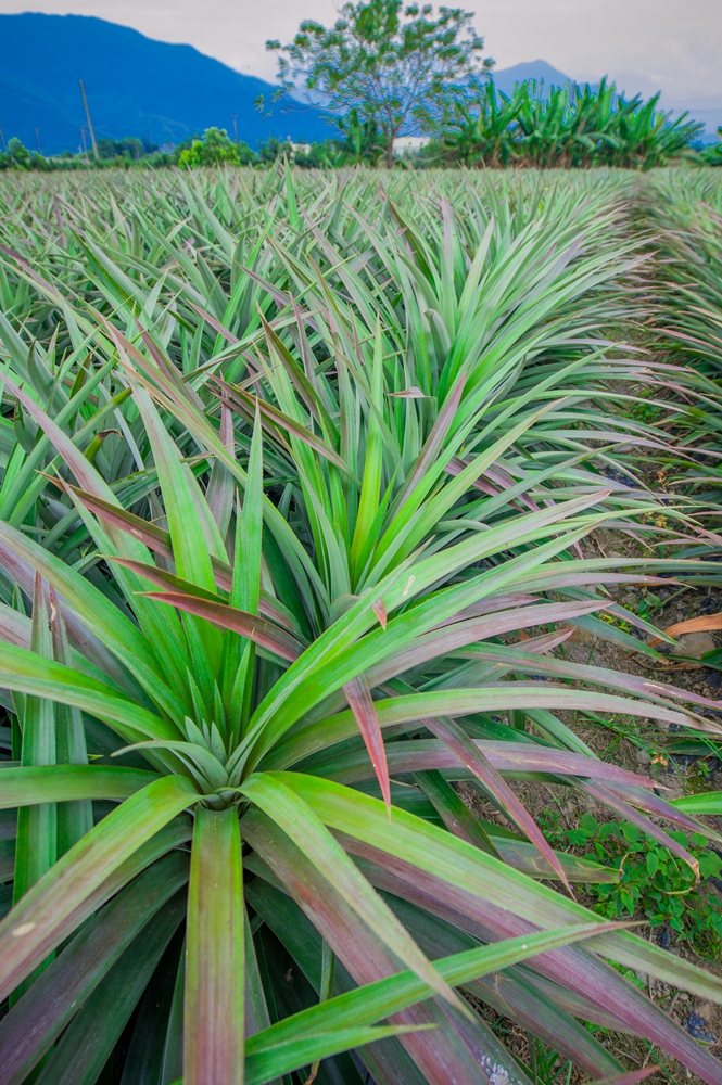 鴻旗有機休閒農場11
