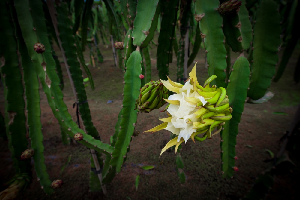 鴻旗有機休閒農場12