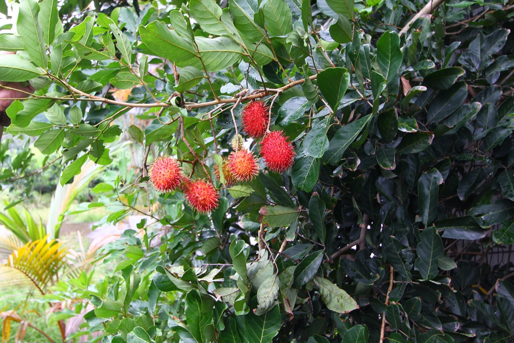 大津休閒農場11