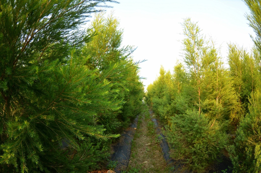 上庄休閒農場-茶樹