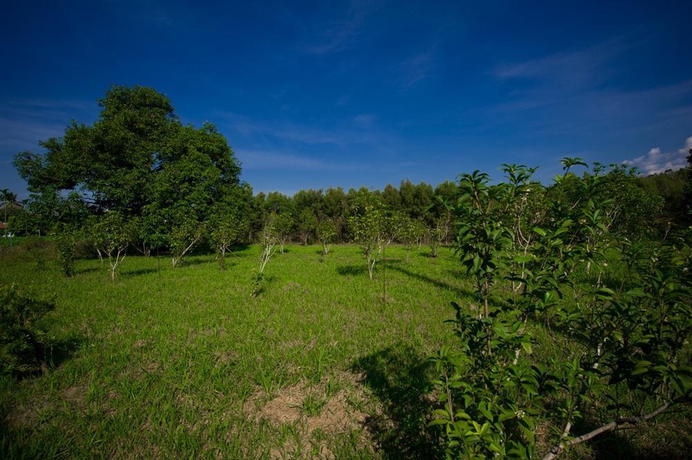 上庄休閒農場-台灣土肉桂