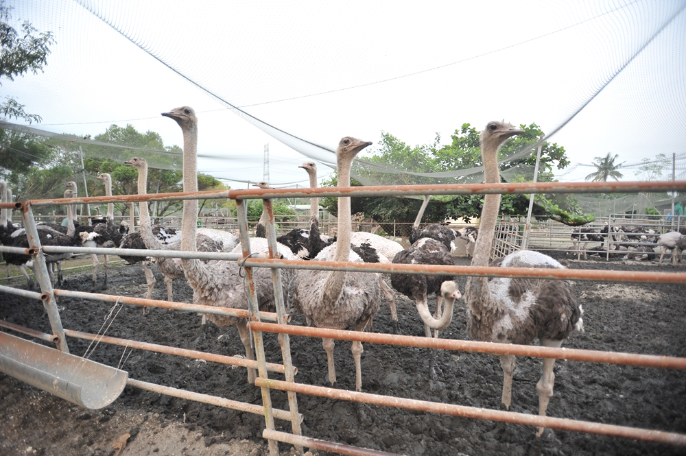 大鴕家觀光休閒農場1