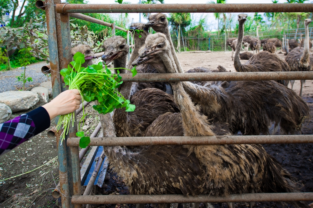 大鴕家觀光休閒農場8