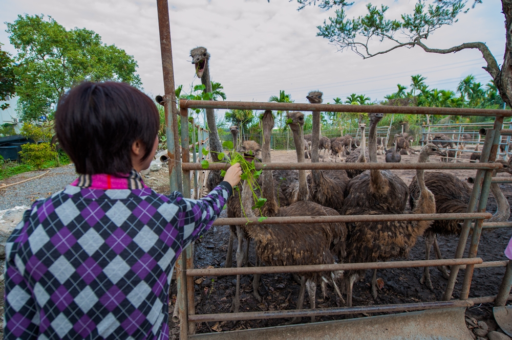 大鴕家觀光休閒農場9