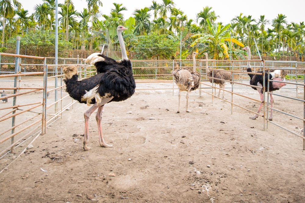大鴕家觀光休閒農場10