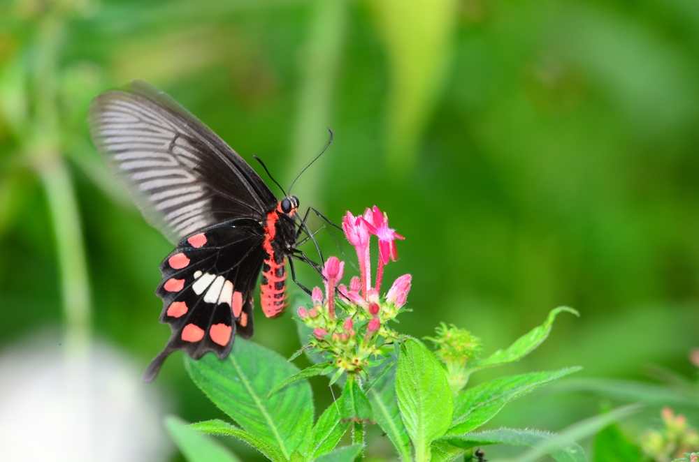 柚園生態休閒農場-紅紋鳳蝶-屏東柚園