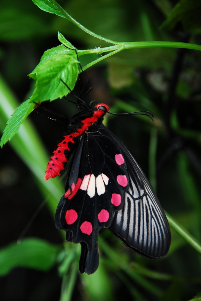 柚園生態休閒農場-紅紋鳳蝶-屏東田心