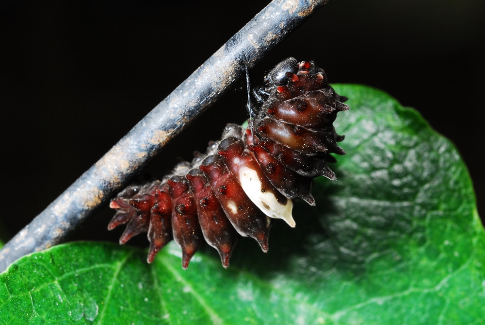 柚園生態休閒農場-紅紋鳳蝶前蛹