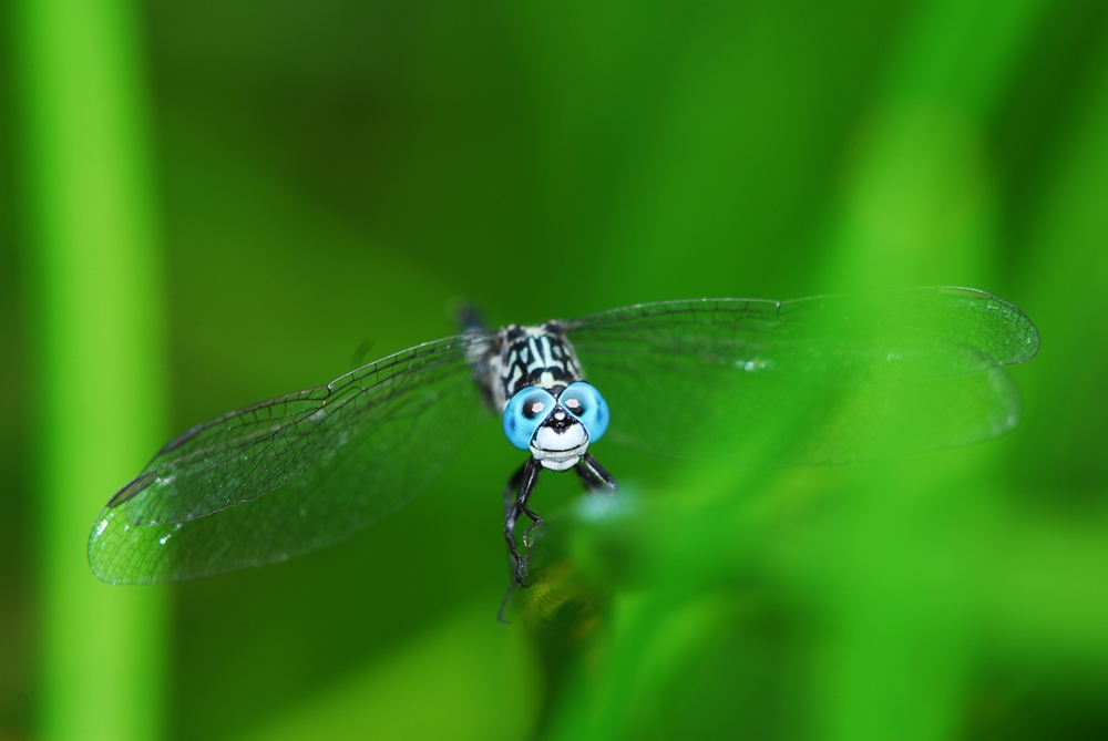 柚園生態休閒農場-粗腰蜻蜓