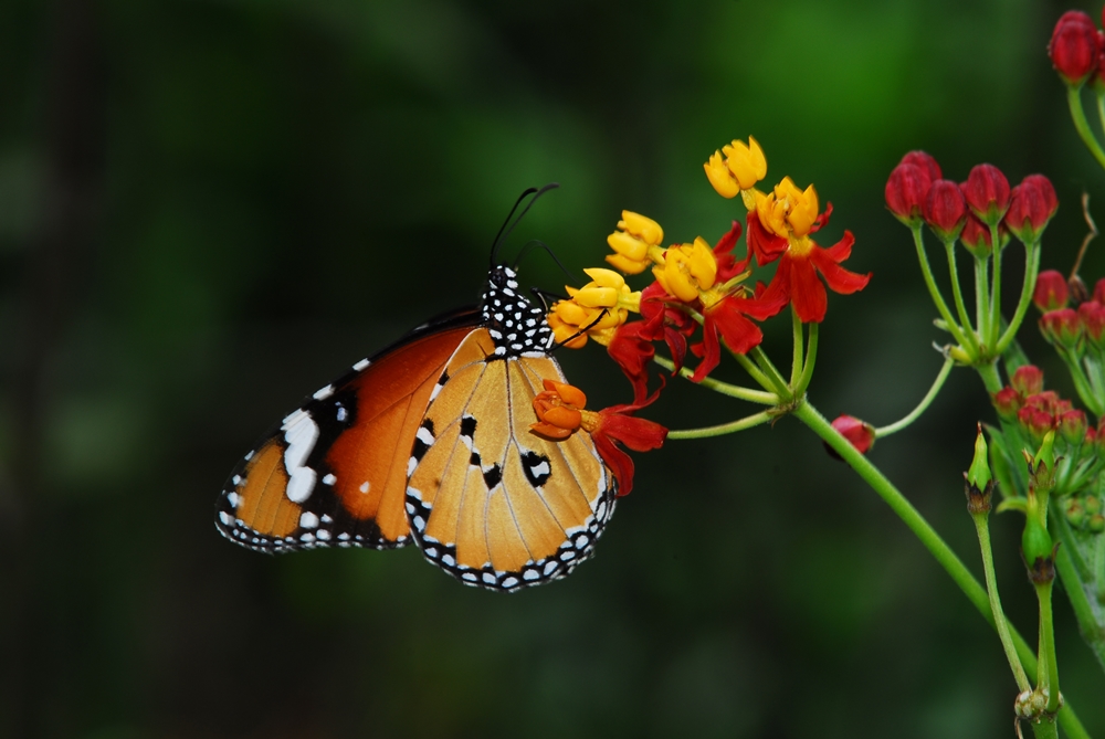 柚園生態休閒農場-樺斑蝶-屏東柚園