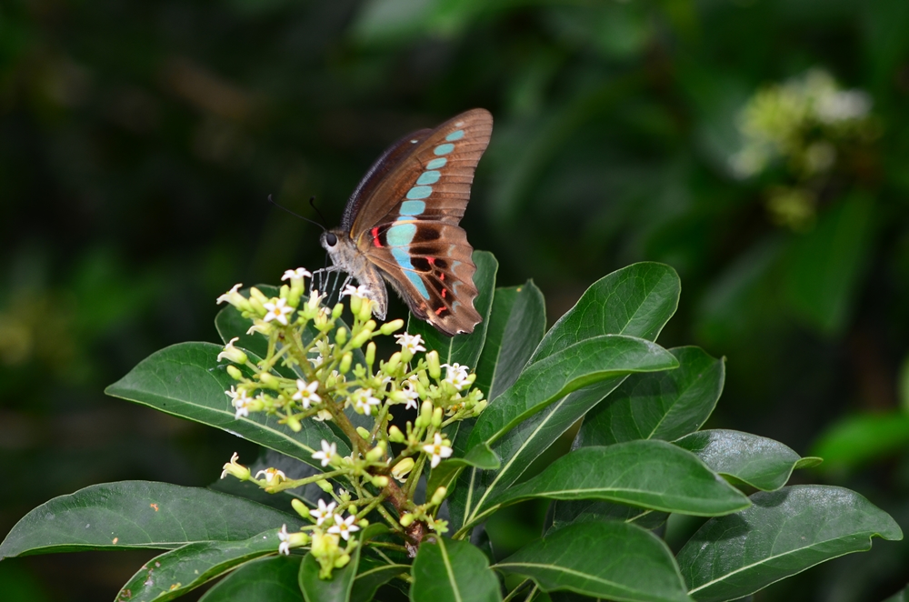 柚園生態休閒農場-青帶鳳蝶-屏東柚園