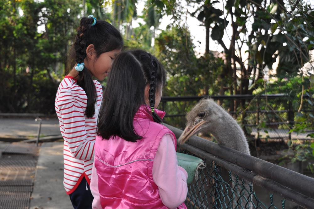 不一樣鱷魚生態休閒農場2