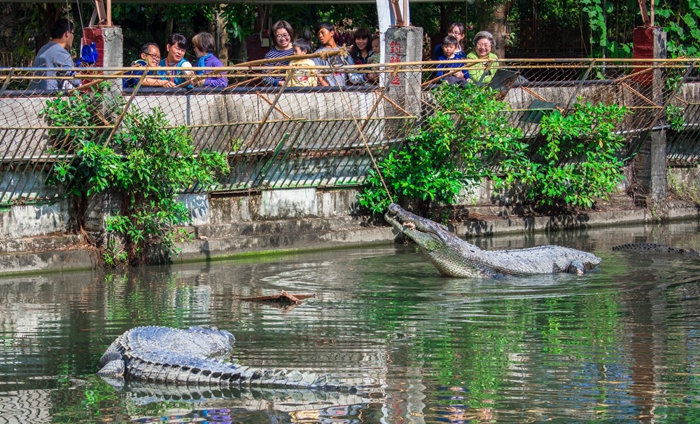 不一樣鱷魚生態休閒農場3