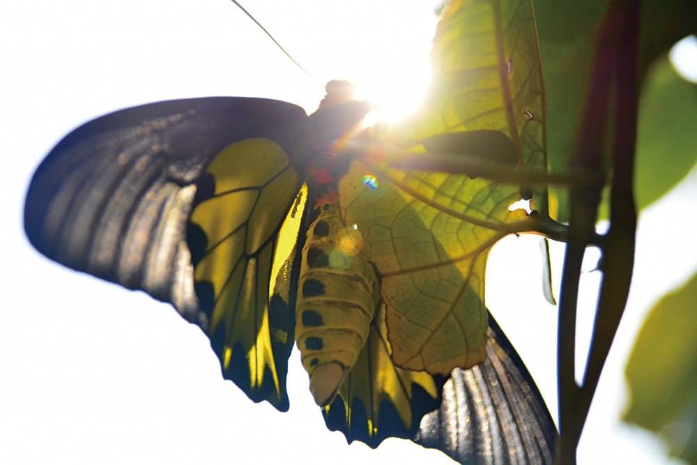 乾坤有機生態休閒農場25