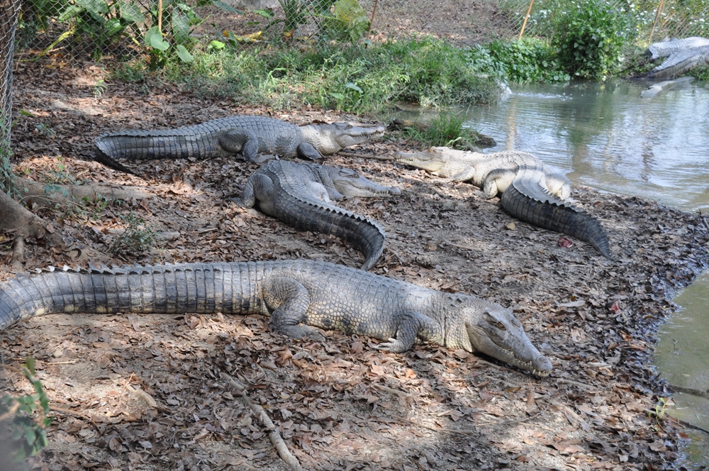 不一樣鱷魚生態休閒農場1